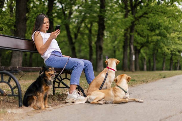 istockphoto 2162637040 612x612