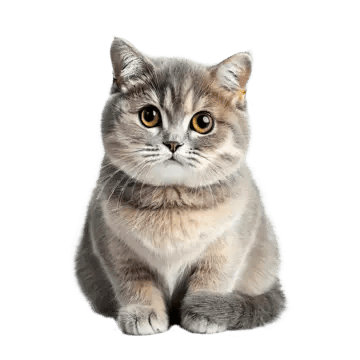Home pngtree isolated cat on white background png image 7094927