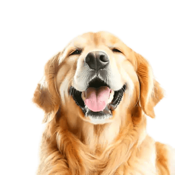 Home pngtree smile dog on white background png image 7096061